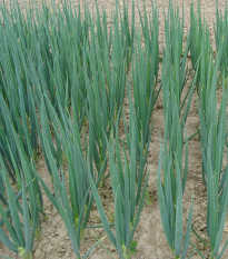 Cibule sečka Entita - Allium fistulosum L. - semena cibule - 0,4 g